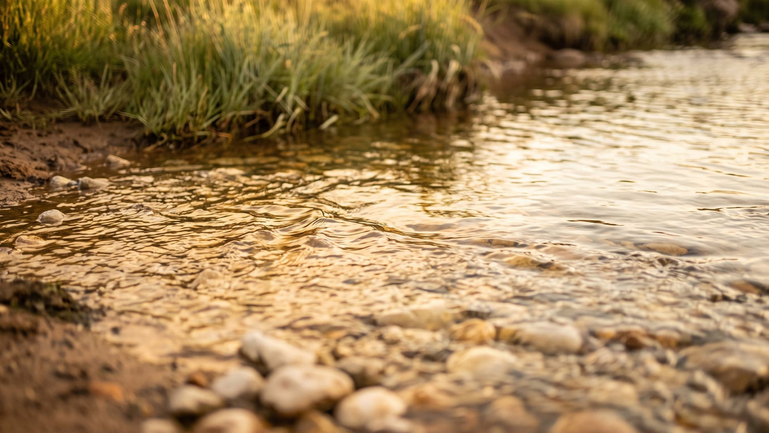 Warm light moving over shallow river water and pale stones.