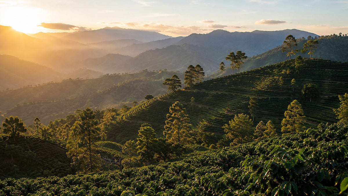Coffee growing in warm morning light.