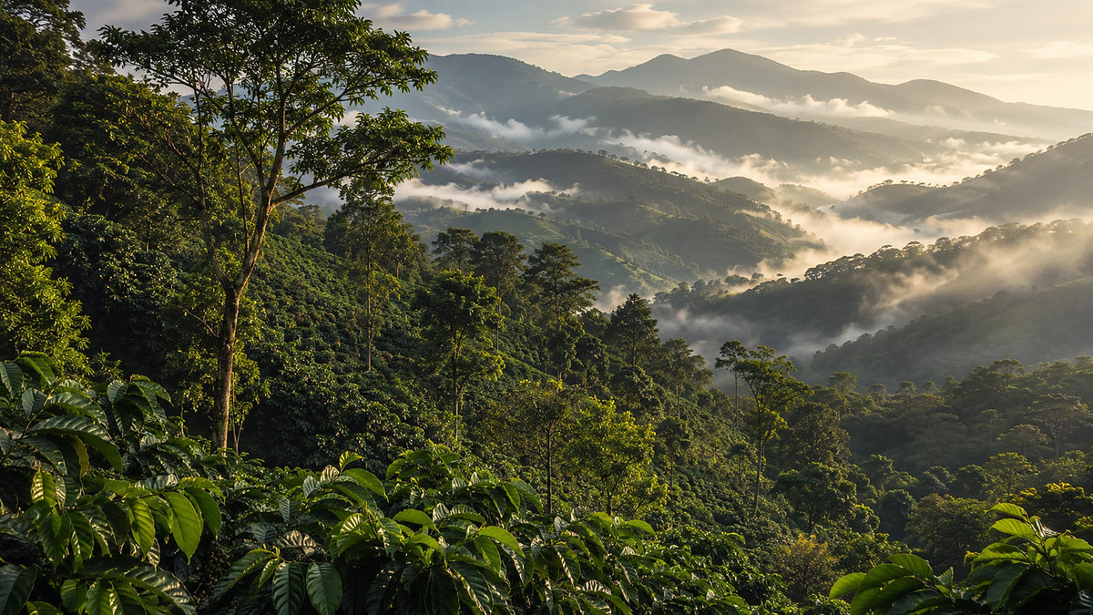 Coffee growing in warm morning light.