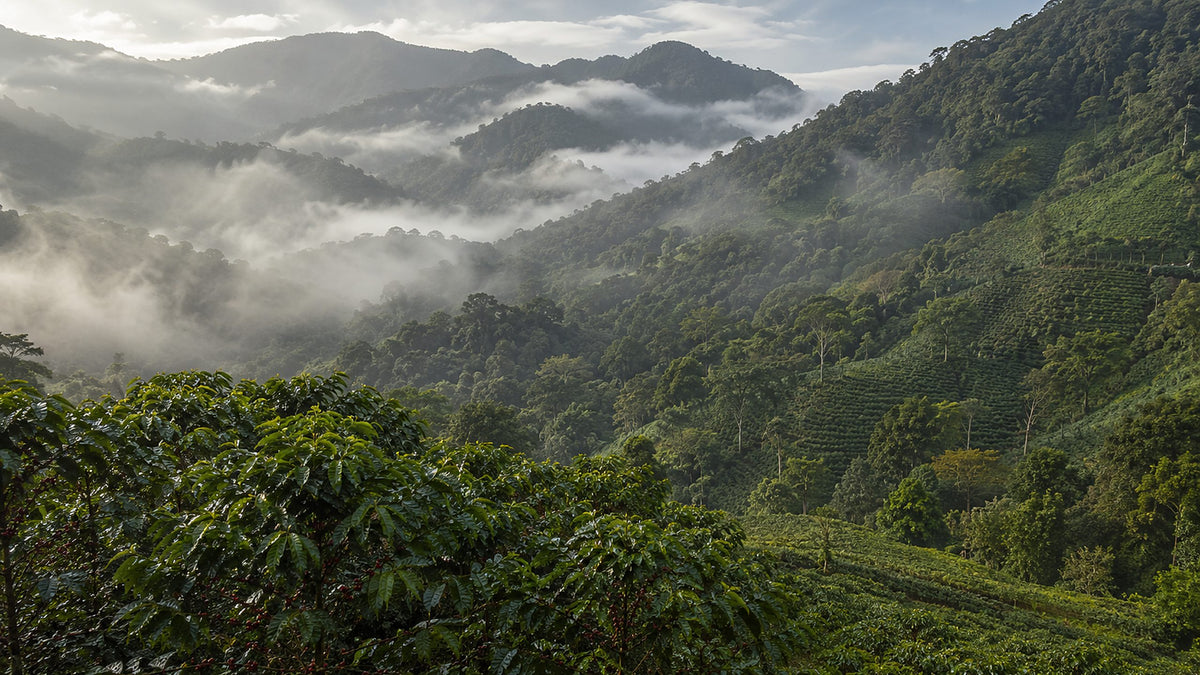 Coffee growing in warm morning light.