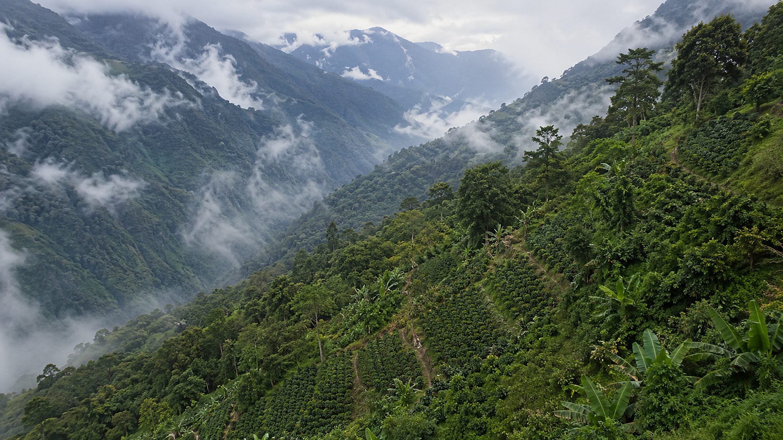 Coffee growing in warm morning light.