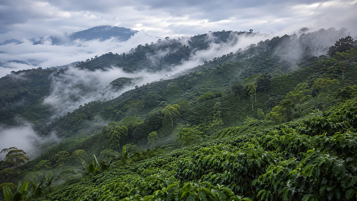 Coffee growing in warm morning light.